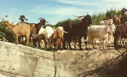 Pastoral Scene by Callie Joseph | Digital photograph on fine art paper
Large glossy or lustre print -- print only (no mounting or mat Pastoral Scene